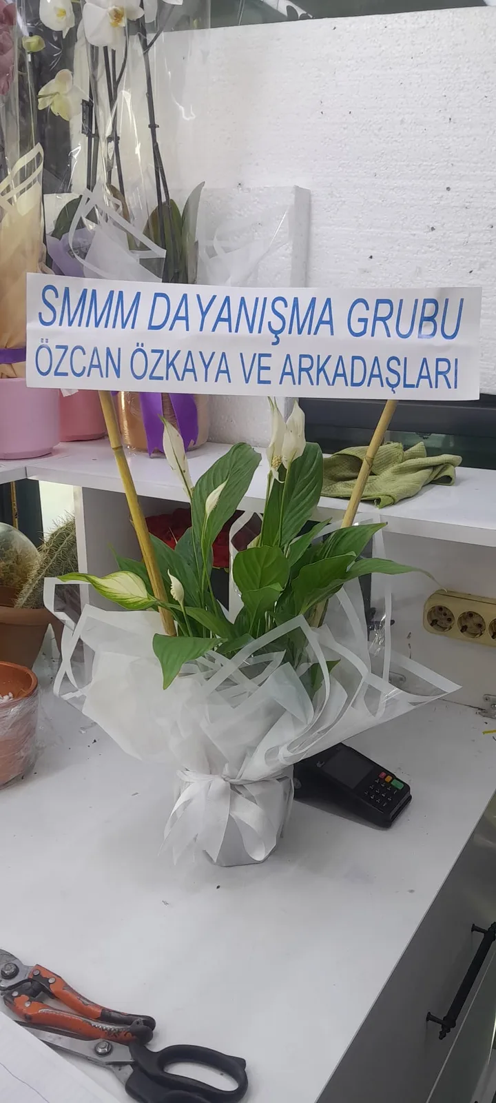 Spat - Barış Çiçeği