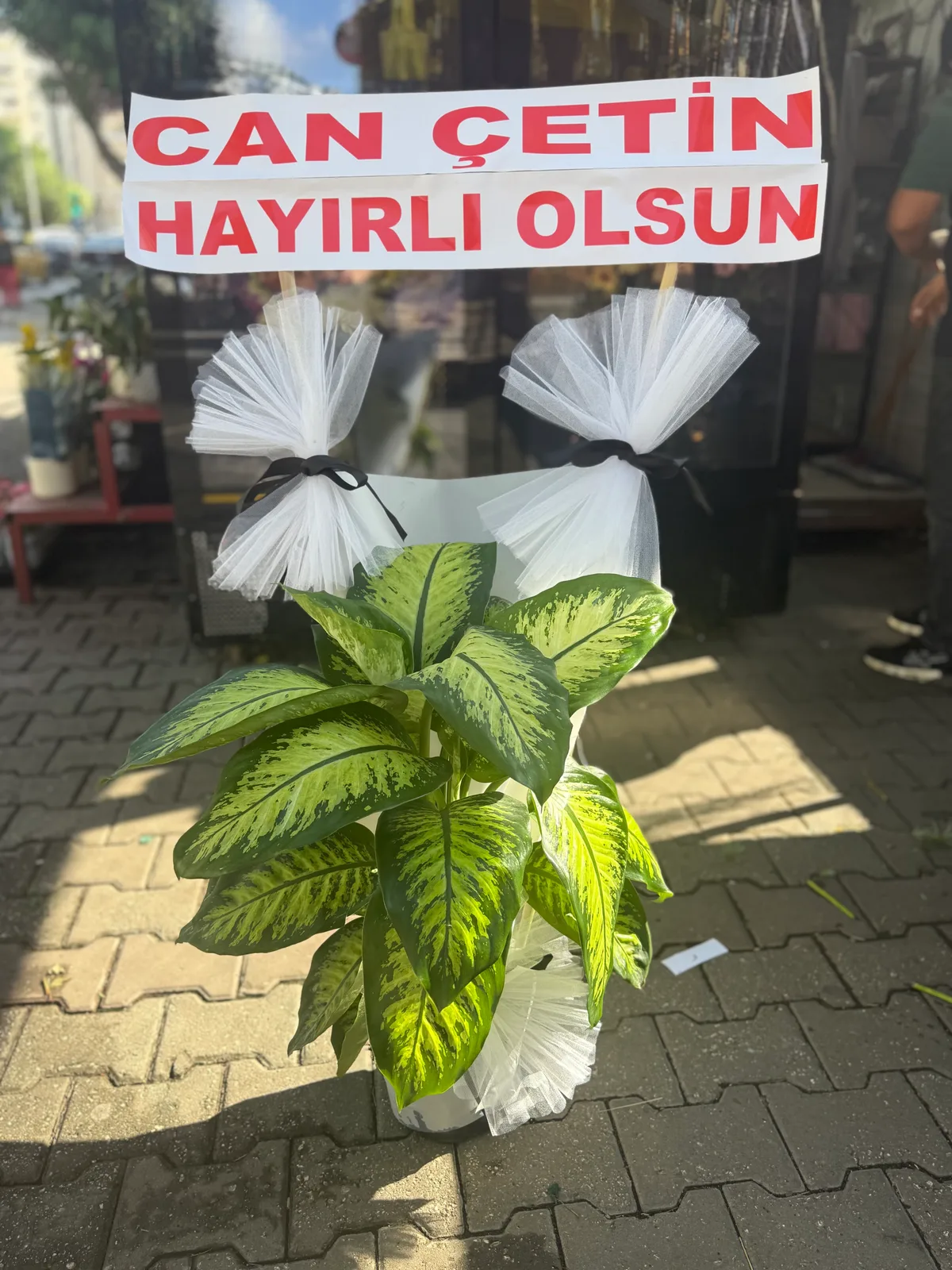Çiftli Difenbahya