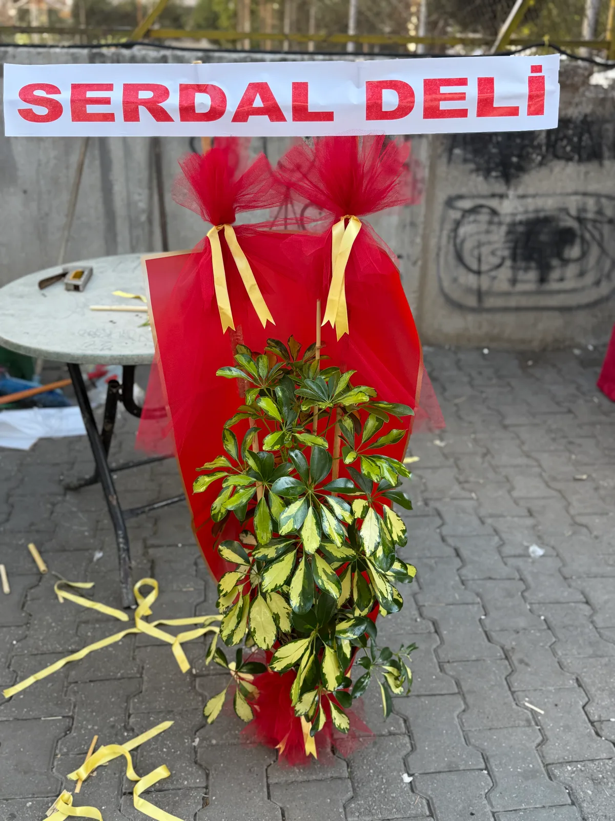 Tekli Şeflera